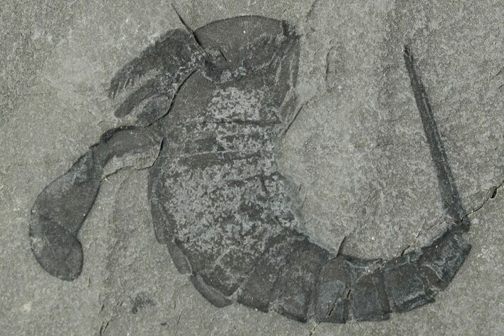 Eurypterus (Sea Scorpion) Fossil - New York #236949